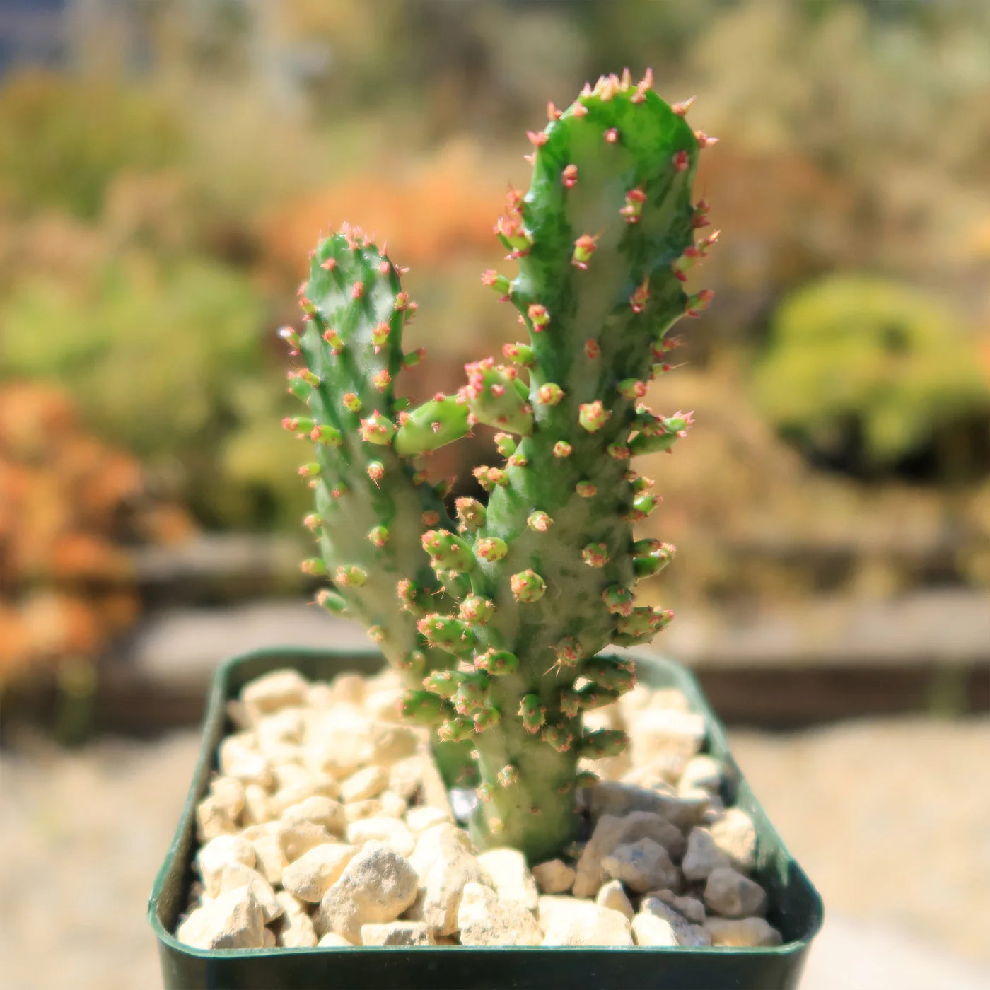 Cactus Joseph&