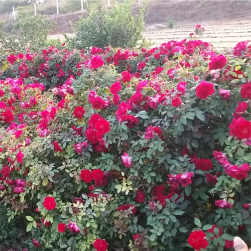Kashmiri Rose Own Rooted nadan Rose
