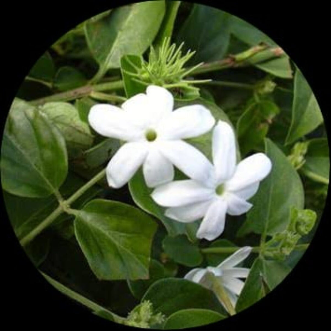 Kuttimulla- Bush Jasmine