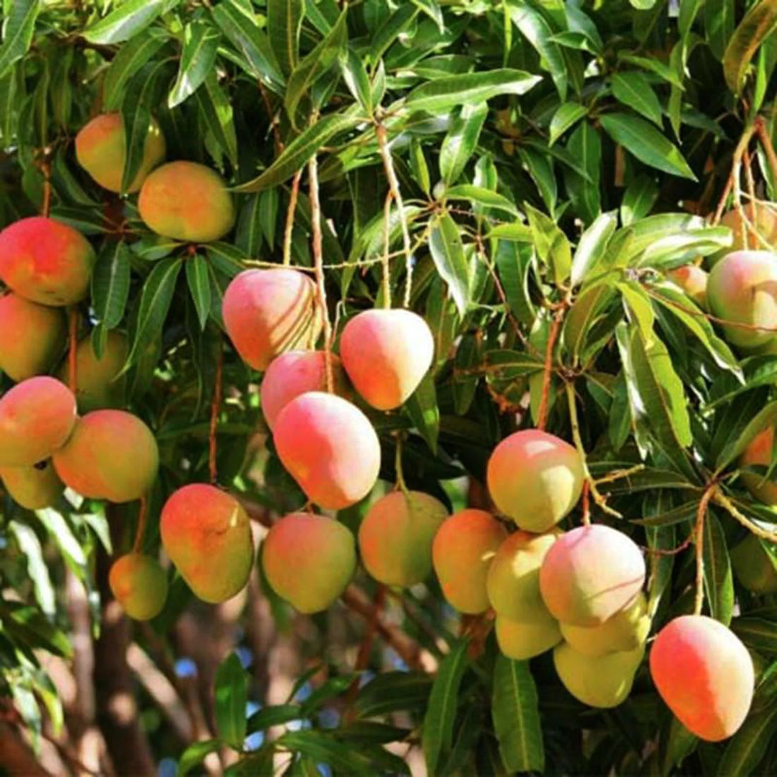 Kottoorkonam- Kottukonam Mango Grafted Plant