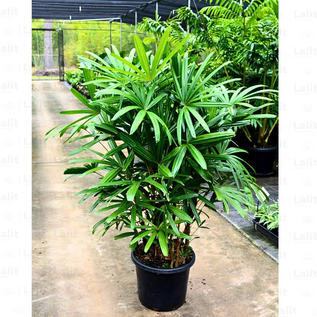 Finger Palm- Ladies finger Palm-Rhapis multifida-Best Indoor-Outdoor- Semi Indoor Plant