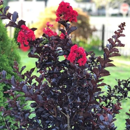 Lagerstroemia   / Crimson Crape Myrtle Purple leaf pink flower