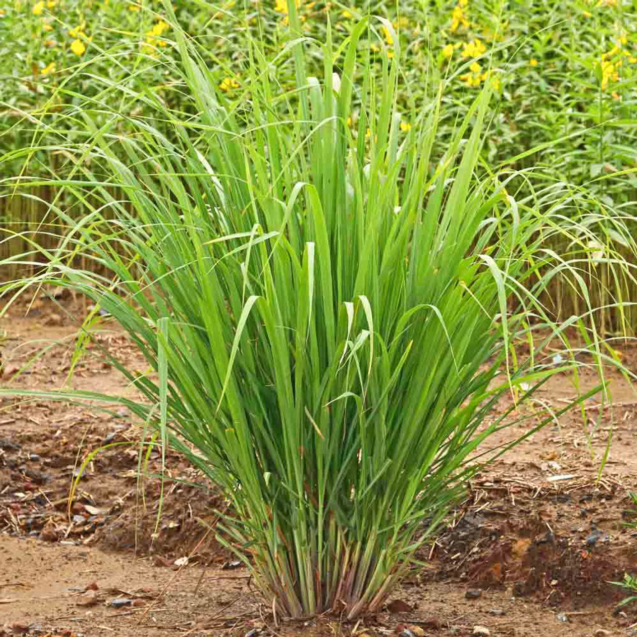 Lemon Grass Plant- Original Lemon Grass Wayanadan Touch Garden