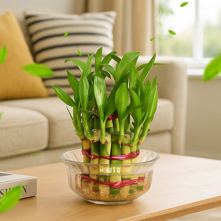 Lucky Bamboo 2 Layer