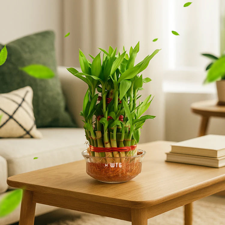 Lucky Bamboo 3 layer