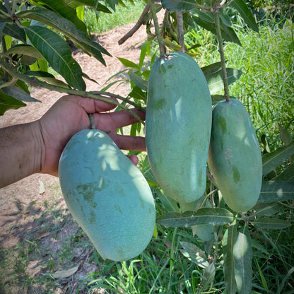 Mallika Mango Grafted plant- Malliga mango Live plant