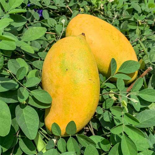 Mallika Mango Grafted plant- Malliga mango Live plant