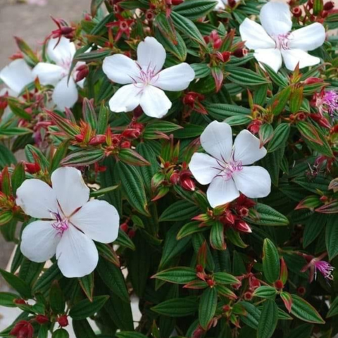 Melastoma White-  All seasonal Flowering Plant
