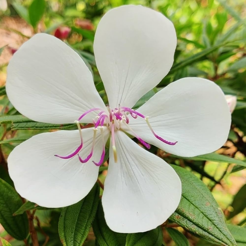 Melastoma White-  All seasonal Flowering Plant