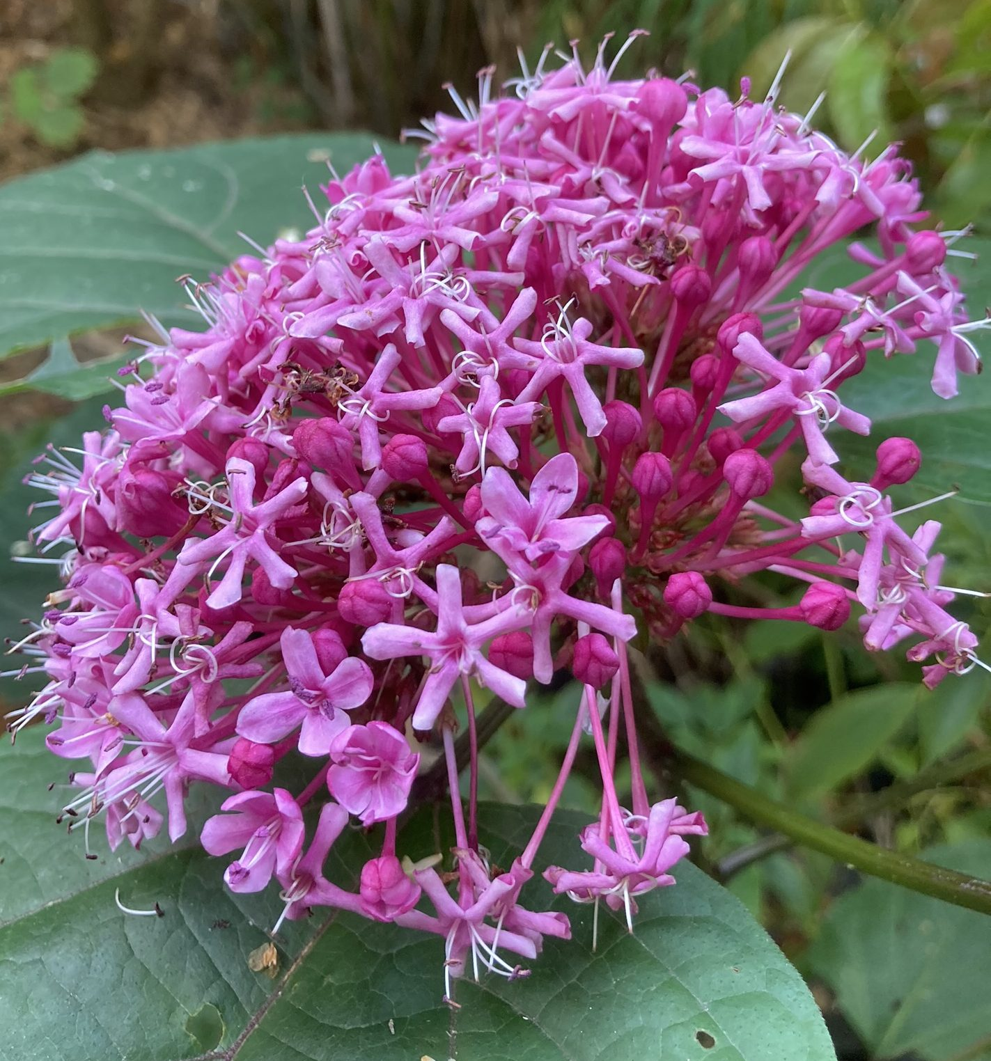 Mexican Hydrangea- Rose Glory Bower-Clerodendrum bungei - Kudamulla Pink- Flowering Plant for Outdoor Garden
