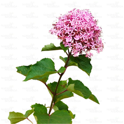Mexican Hydrangea- Rose Glory Bower-Clerodendrum bungei - Kudamulla Pink- Flowering Plant for Outdoor Garden