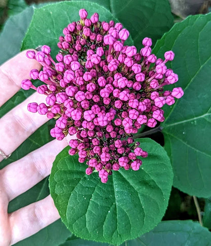 Mexican Hydrangea- Rose Glory Bower-Clerodendrum bungei - Kudamulla Pink- Flowering Plant for Outdoor Garden