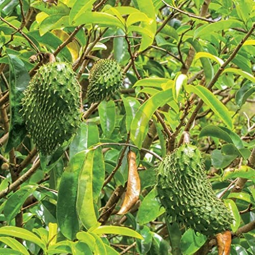 Mullatha Soursop-Mullan Chakka Fruit Live Plant