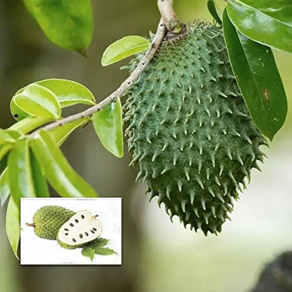 Mullatha Soursop-Mullan Chakka Fruit Live Plant