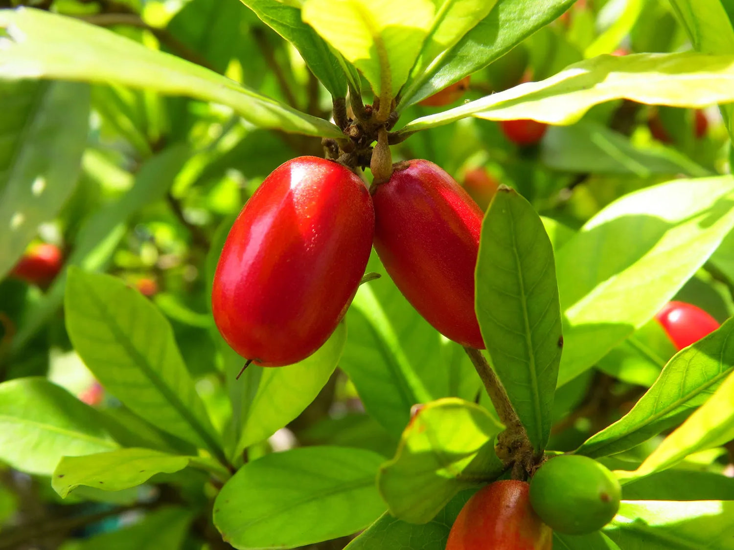 Miracle Fruit plant