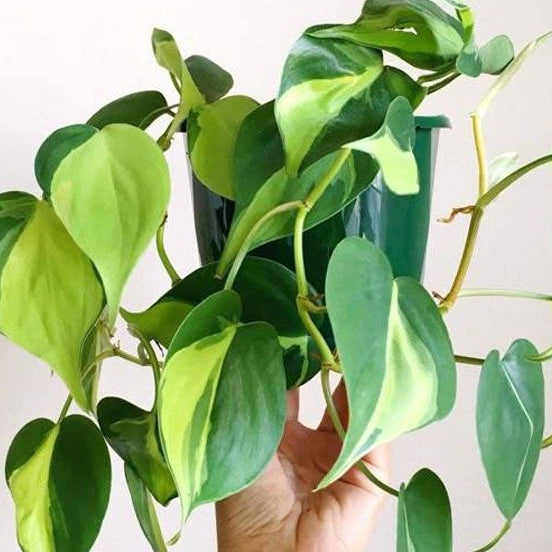money plant philodendron Brasil money Plant (Philodendron brasil)