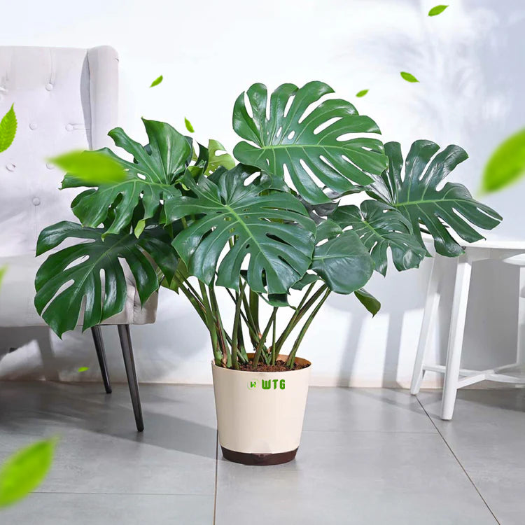 Monstera Deliciosa Luxury Indoor plant – Wayanadan Touch Garden