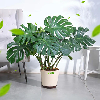 Monstera Deliciosa Luxury Indoor plant
