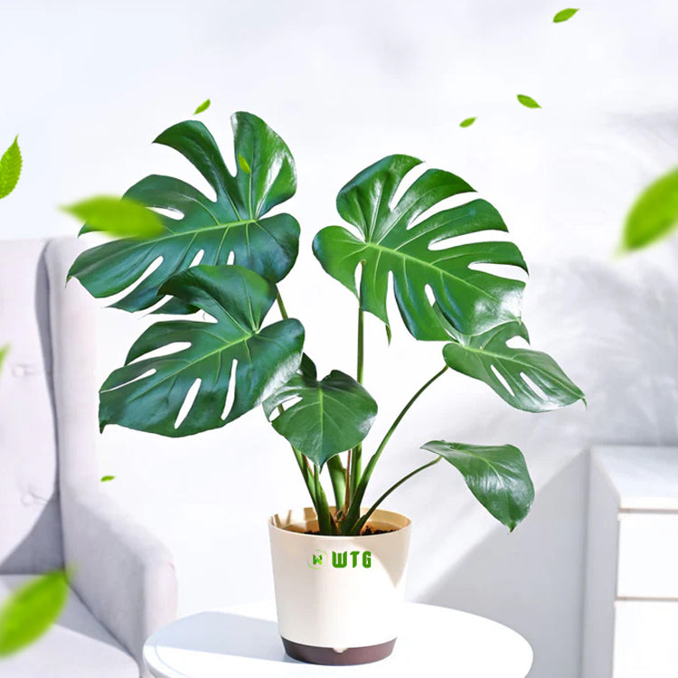 Monstera Deliciosa Luxury Indoor plant