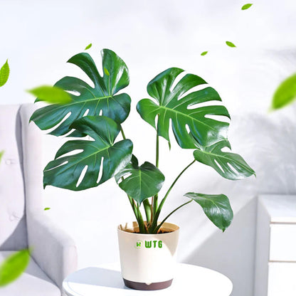 Monstera Deliciosa Luxury Indoor plant