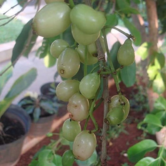 Njaval White( Java Plum/Jamun)air  layering plant
