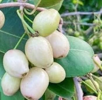 Njaval White( Java Plum/Jamun)air  layering plant