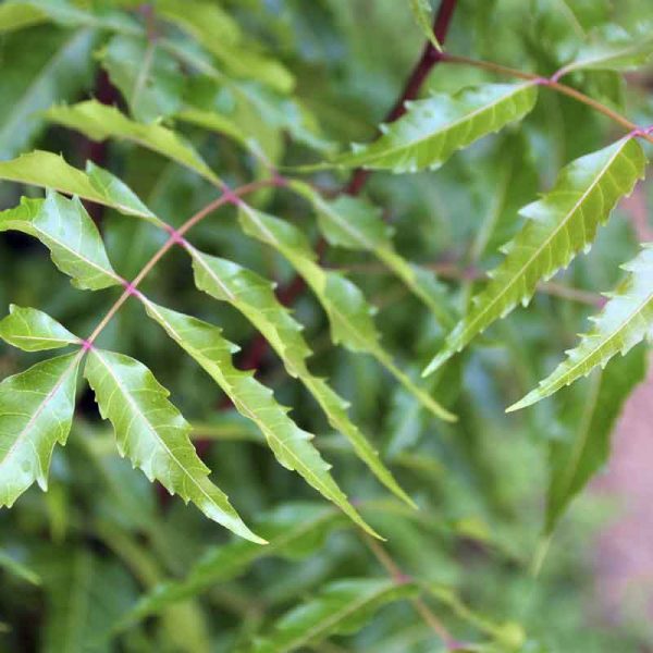 Neem (Aryaveppu) Medicinal plant