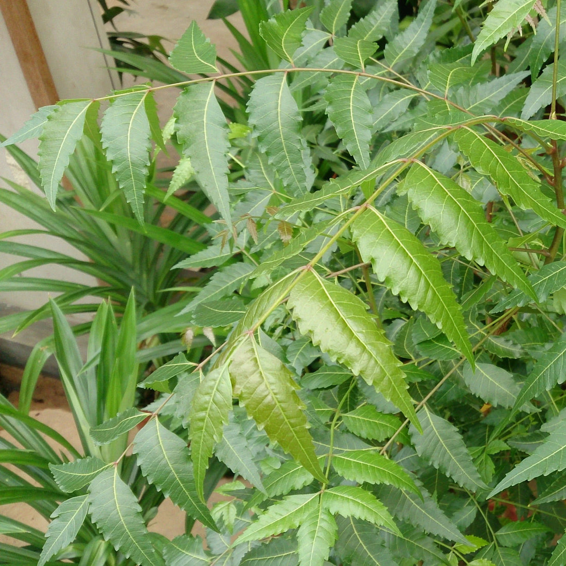 Neem (Aryaveppu) Medicinal plant