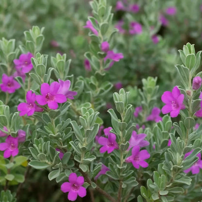 Nikodia (Texas Sage)