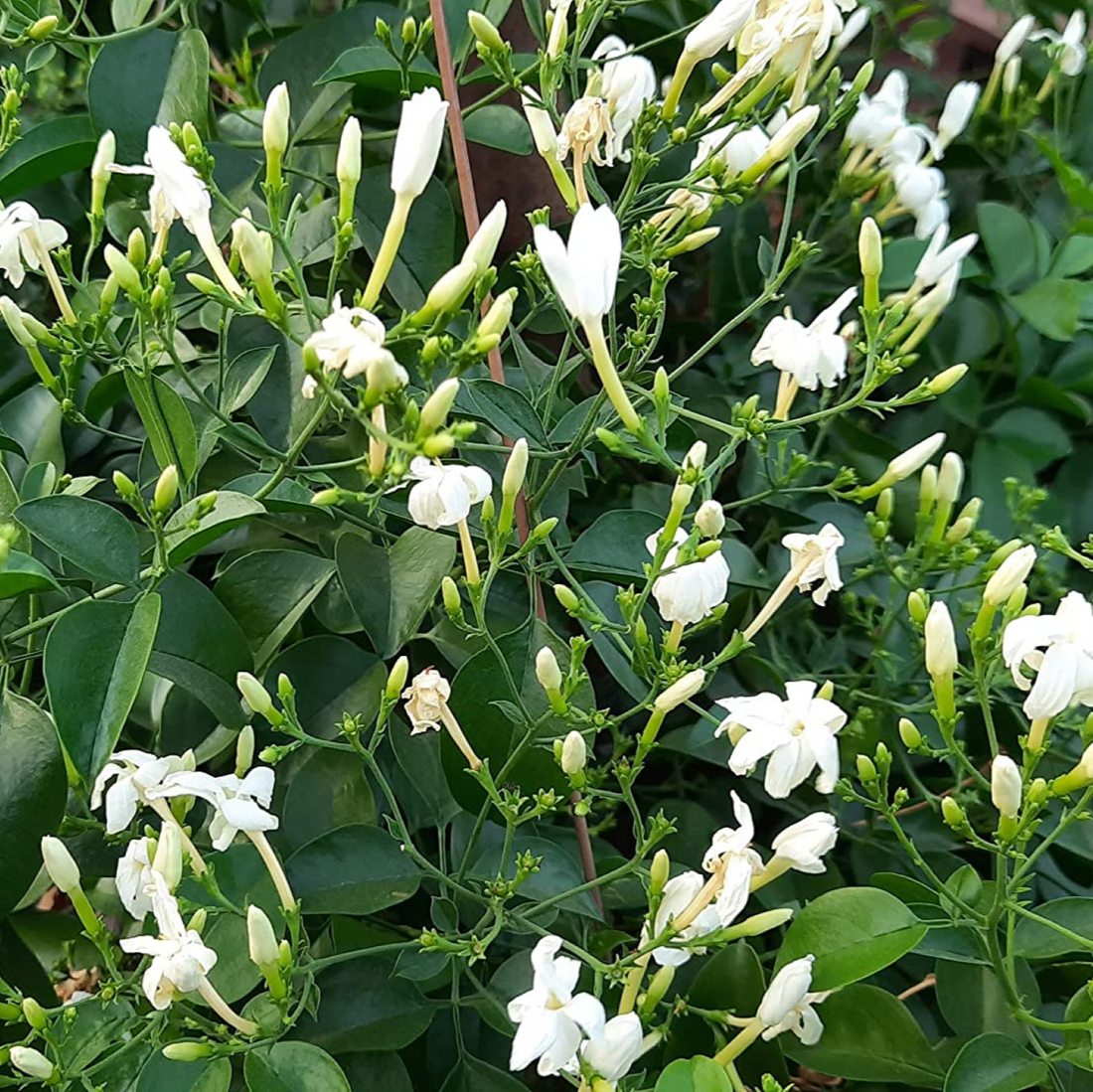 Nithyamalli