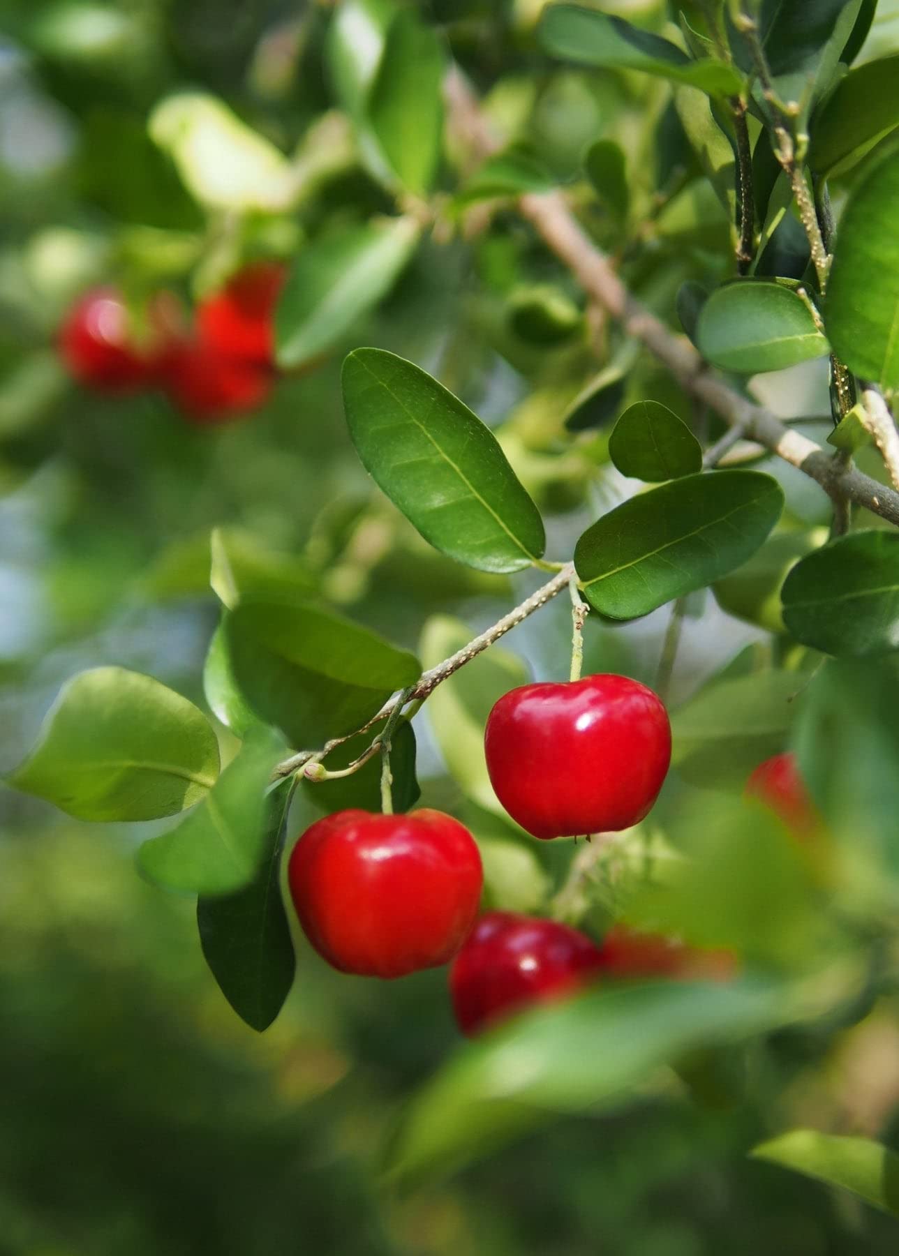 Apple Cherry- Cherry Apple- Ooty Cherry- West Indian Cherry- Barbados Cherry