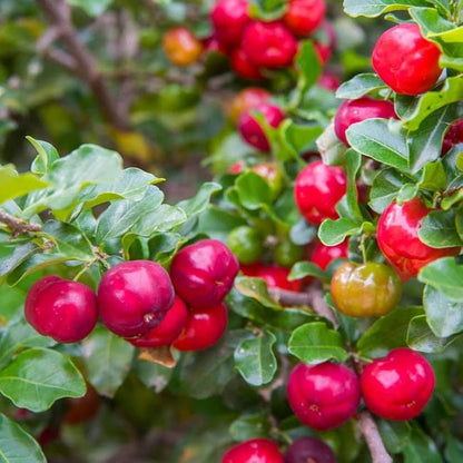 Apple Cherry- Cherry Apple- Ooty Cherry- West Indian Cherry- Barbados Cherry
