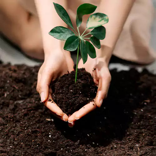 Organic Vegetable Plant Potting Mix