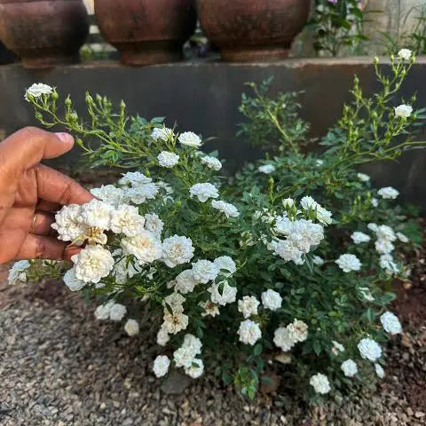 Persian White miniature Rose Ownrooted- Mullappoo Rose-Kammal Rose White
