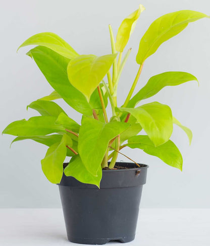 Philodendron golden