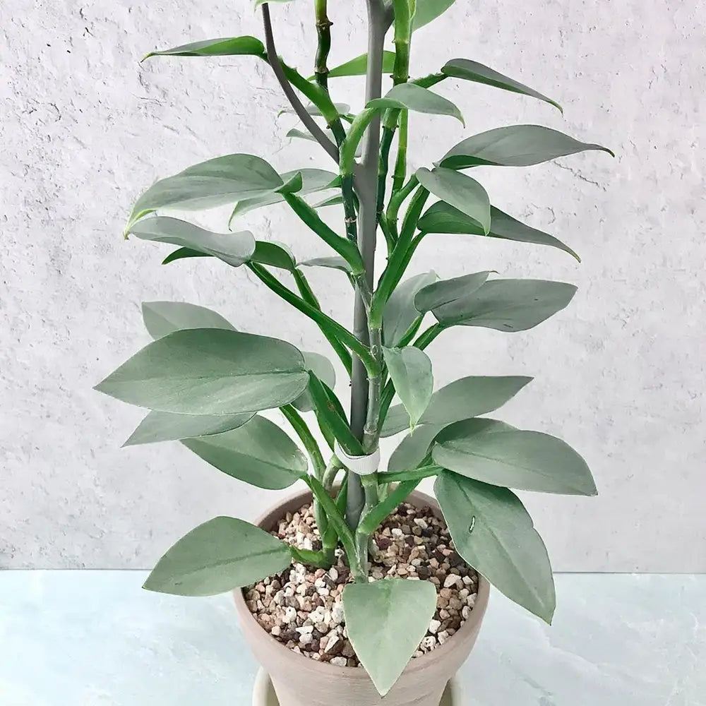 Philodendron Silver Sword