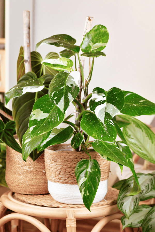 Philodendron white princess
