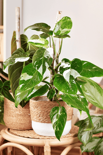 Philodendron white princess