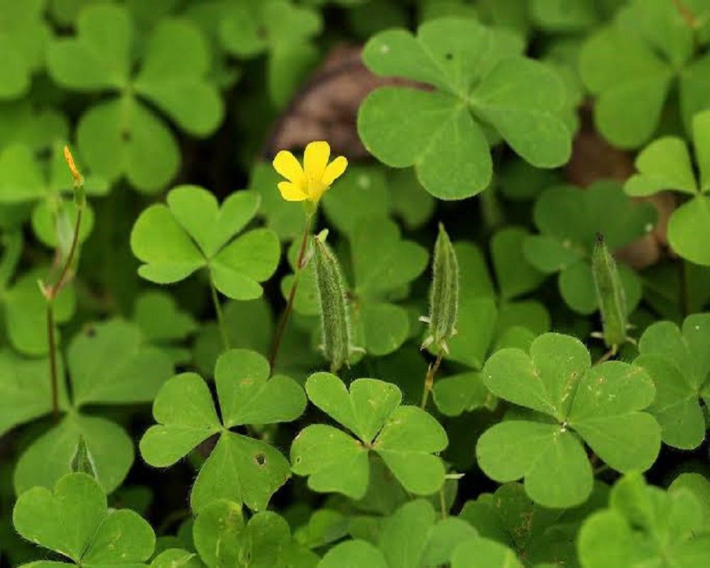 Puliyarila- Creeping woodsorrel Medicinal Plant