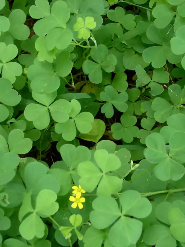 Puliyarila- Creeping woodsorrel Medicinal Plant