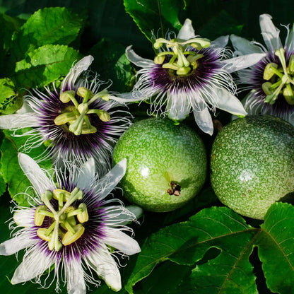 Purple Passion Fruit plant