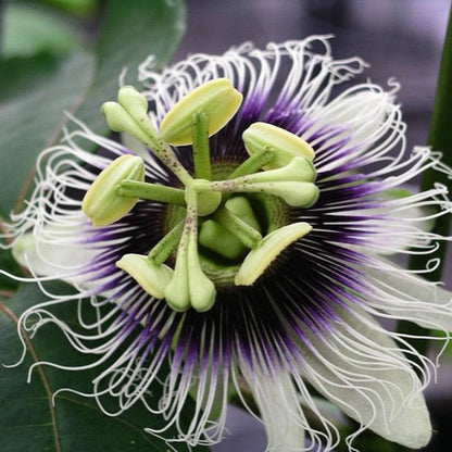Purple Passion Fruit plant