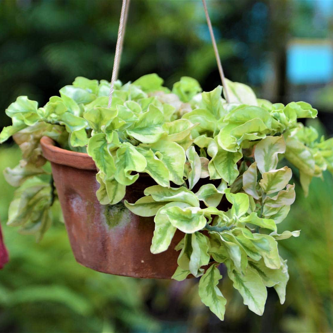 Pedilanthus Curly Variegated hanging plant