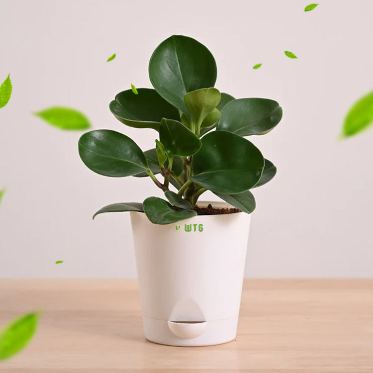 Peperomia Green