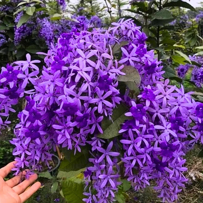 Petrea (Sandpaper Vine)Violet-499- Petrea volubilis violet-purple