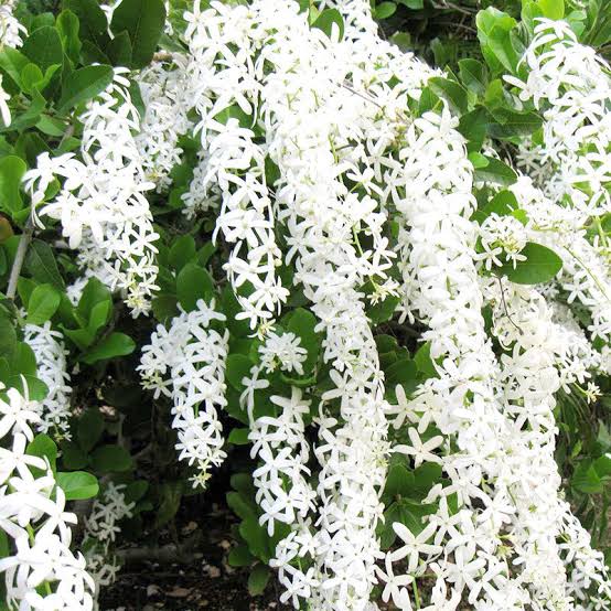 Petrea(Sand paper Vine)
