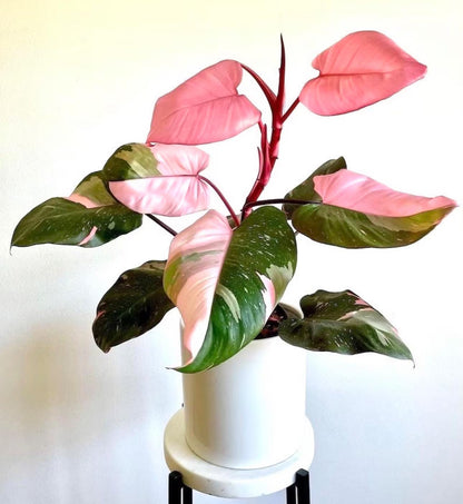 Philodendron Pink Princess