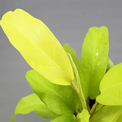 Philodendron golden