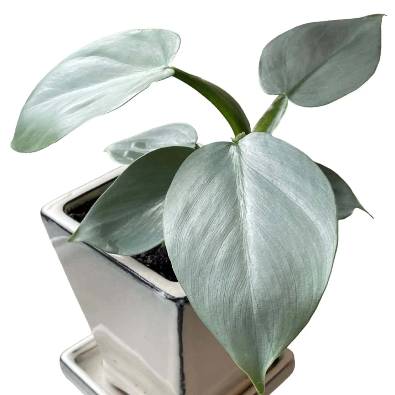 Philodendron Silver Sword