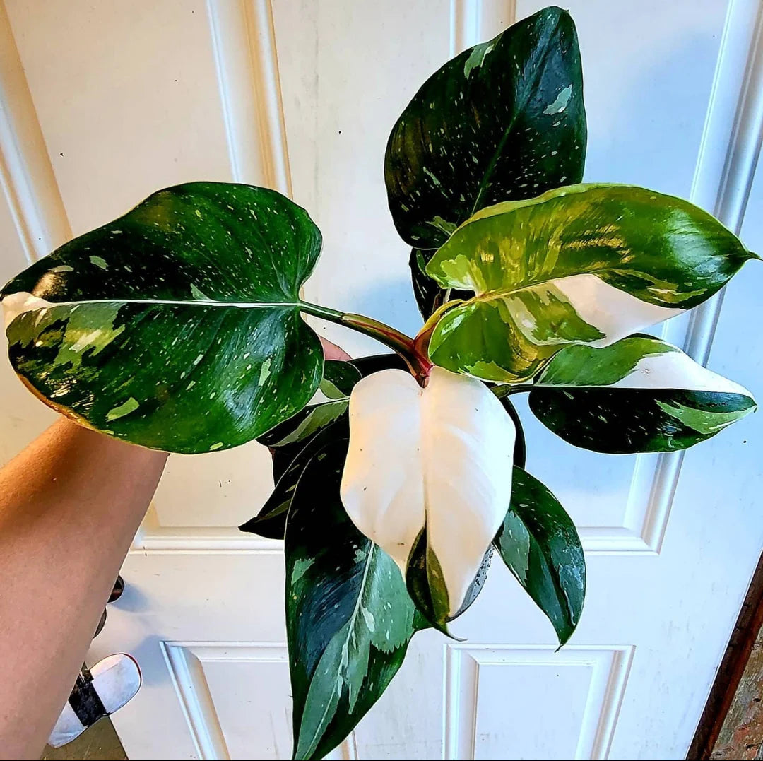 Philodendron white knight